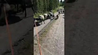 Drive sau ut p&aring; beite