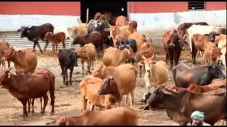 KRISHNAYAN COW DOCUMENTARY FULL