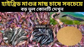 আপনি কি অরিজিনাল চকলেট কালারের হাইব্রিড মাগুর মাছ চাষ করবেন | তাহলে এই ভিডিওটি অবশ্যই আগে দেখুন