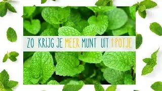 Munt vermeerderen