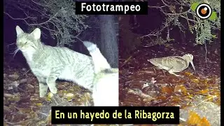 Fototrampeo en un hayedo de la Ribagorza (Pirineo): Becada, Gato montés, Jabalí... Bolyguard 2060 T