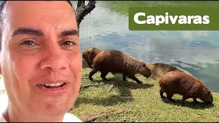 FERIAS EM CAMPINAS SP - Fubá online