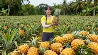 Harvesting 3000+ Giant Pineapples, Red Potatoes, Ducks Go to Maket Sell | Phuong's Daily