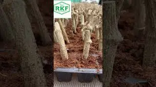 RKF Nursery #nursery #plants #kundru #lvygourd