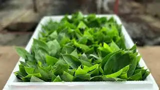 Tissue Culture Banana Plants Export Packaging