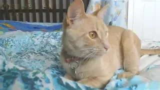 Fun cat's play on the bed