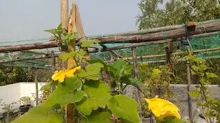 আমার এতো কষ্টের গাছ গুলো নষ্ট হয়ে যাচ্ছে 😭😭😭