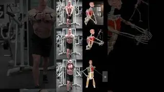Target your chest with cables! Shoutout to @MuscleandMotion for the great anatomy graphics