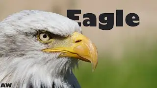 Most beautiful eagles in the world | Animal world & B Music | eagle hunting