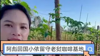 阿彪回国小依留守老挝咖啡百香果园暴雨袭来的时候