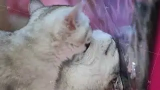 Two purebred cats grooming each other behind a plastic curtain
