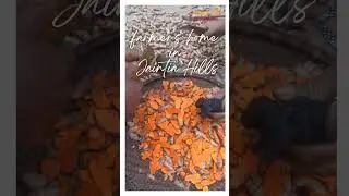 Lakdong Turmeric Hand Slicing at Farmer's Home in Jaintia Hills