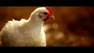 Inspirational - Free range chickens from Elgin Farm