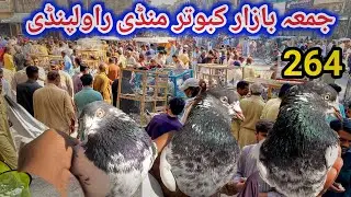 264 | Juma Bazar Kabootar Mandi Rawalpindi | High Flying Pigeon Market Price Latest Update 1/11/2024