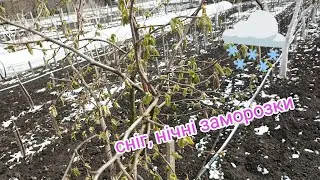 фундук Зима повертається 🥶🌨️ Весна 2025