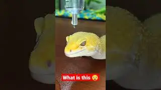 What a beautiful animal #shortvideo #viral #new #shortitem