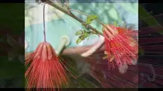 Beberapa manfaat Kaliandra