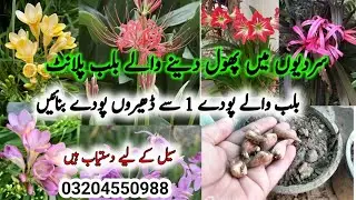 How To Grow Bulb Plants/Divide Plants By Roots/Grow Plants from Cuttings/How to Multiply plants