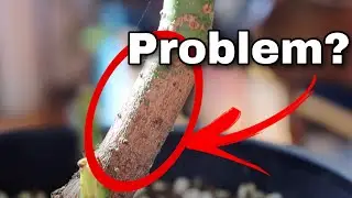 Browning on the Trunk of an Avocado Tree - Is It A Problem?