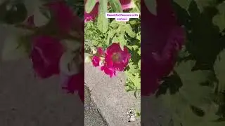 Beautiful flowers at Denmark in Europe.