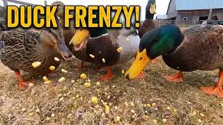 Farm Duck feeding frenzy!!! Rouen Ducks eat a lot