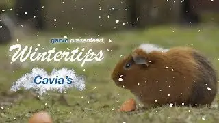 GARVO | WINTERTIPS CAVIA'S * We hebben jaren gehad dat de cavia's in de sneeuw liepen*