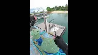 Port fishing using Aji Milk #fishing #shorts #lurefishing #thirtyfour #SFR58 #shimano #ajimilk