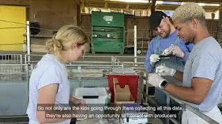Davis College Annual Goat Testing