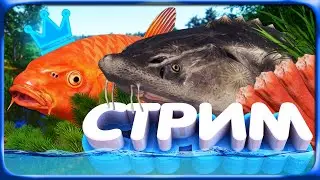 РР4 СТРИМ • ДОЛАВЛИВАЕМ ОСЕТРОВ на АХТУБЕ и КАРПОВ КОИ на МЕДНОМ ОЗЕРЕ! + ВОЗМОЖНО МОРЕ!