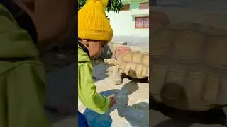 Sherry Saying Turtle Mamm Ly Lo #shorts #ytshorts #trending #funny #pets #cute #youtubeshorts