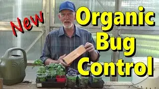 Basil And Organic Bug Control 5-14-2024