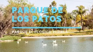 Parque de los PATOS! en Puebla