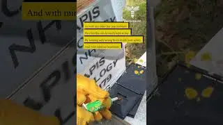 As with any other bee pest problem, hive beetles can be easily kept at bay by..