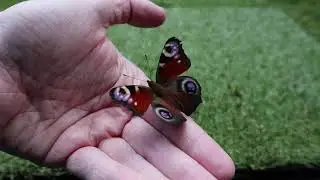Butterfly compilation 2023-2025