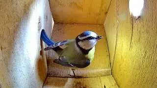 Angry bird gets attacked by ants