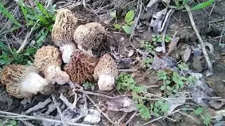 GLJIVE U APRILU - Mushrooms in April 🕵️‍♂️🍄4️⃣