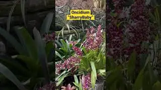 Oncidium &ldquo;Sharry Baby&rdquo; | #oncidium #orchid #love #beauty