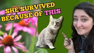 How Echinacea Saved Our Cat Penny | Herbs That Heal (Ep. 2)