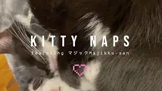 Meet マジック Majikku | Sweet Kitty Napping