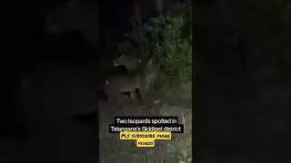Two Leopard Spotted in Siddipet Telangana District #siddipet #Telangana #leopard #spotted