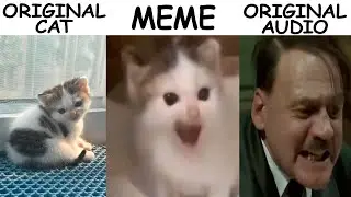 German Cat Original vs Meme Vs Original audio☠️