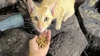 A little bit of food can help an orphaned kitten survive for a day.😔😔