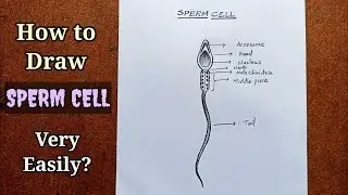 SPERM CELL- Easy Drawing 🥰