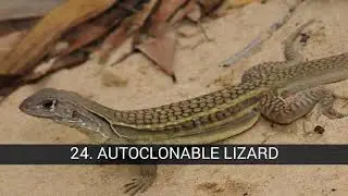 THE MOST RARE AND UGLY ANIMALS IN THE WORLD