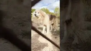 We rescue a dog forced to live his life entire life in isolation