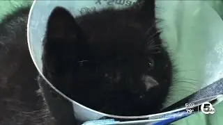 Akron police looking for driver who tossed kittens from moving vehicle