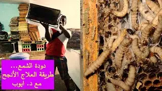 دودة الشمع...طريقة العلاج الأنجح مع د. ايوب