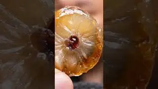 Sumo ASMR Longan Portal World