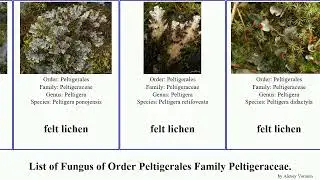 List of Fungus of Order Peltigerales Family Peltigeraceae. lichen felt chocolate chip saddle nbsp