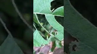 Lesser willow sawfly - caterpillars on Goat willow leaves